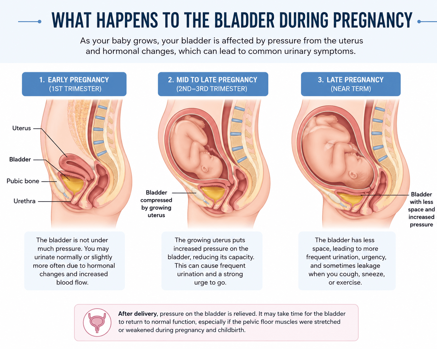 What Happens to the Bladder During Pregnancy Singapore